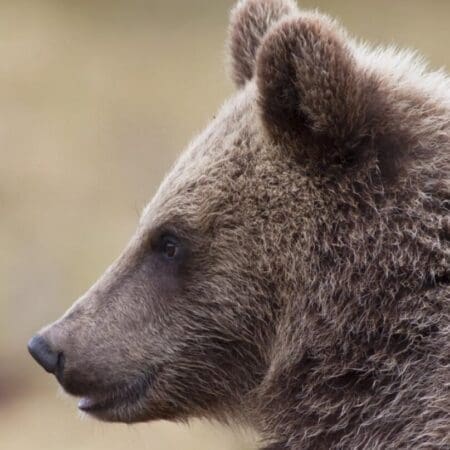 Le piège de l&rsquo;ours : une stratégie à double tranchant dans le monde de la crypto